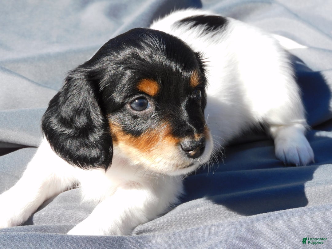 Miniature Dachshund dogs for sale: LMA's ChampionDoxie Snoop Dogg - Ad 41