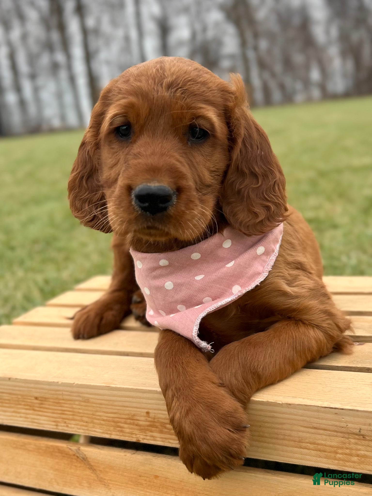 Irish Setter dogs Sally - Ad 1