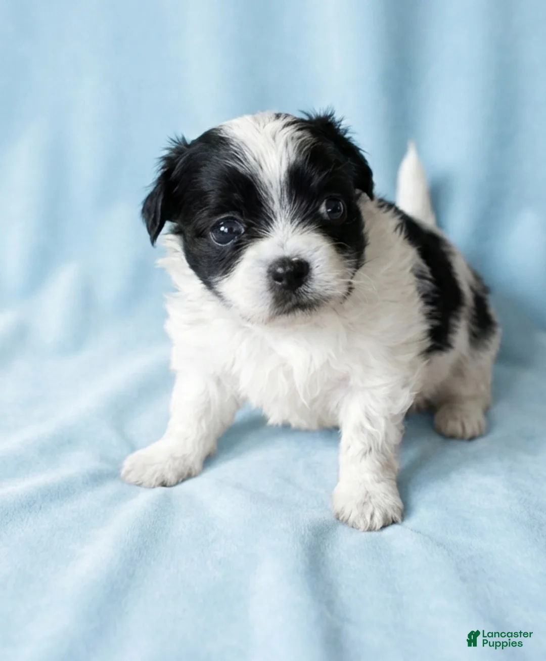 Mixed Breed dogs for sale: Bo - Ad 1