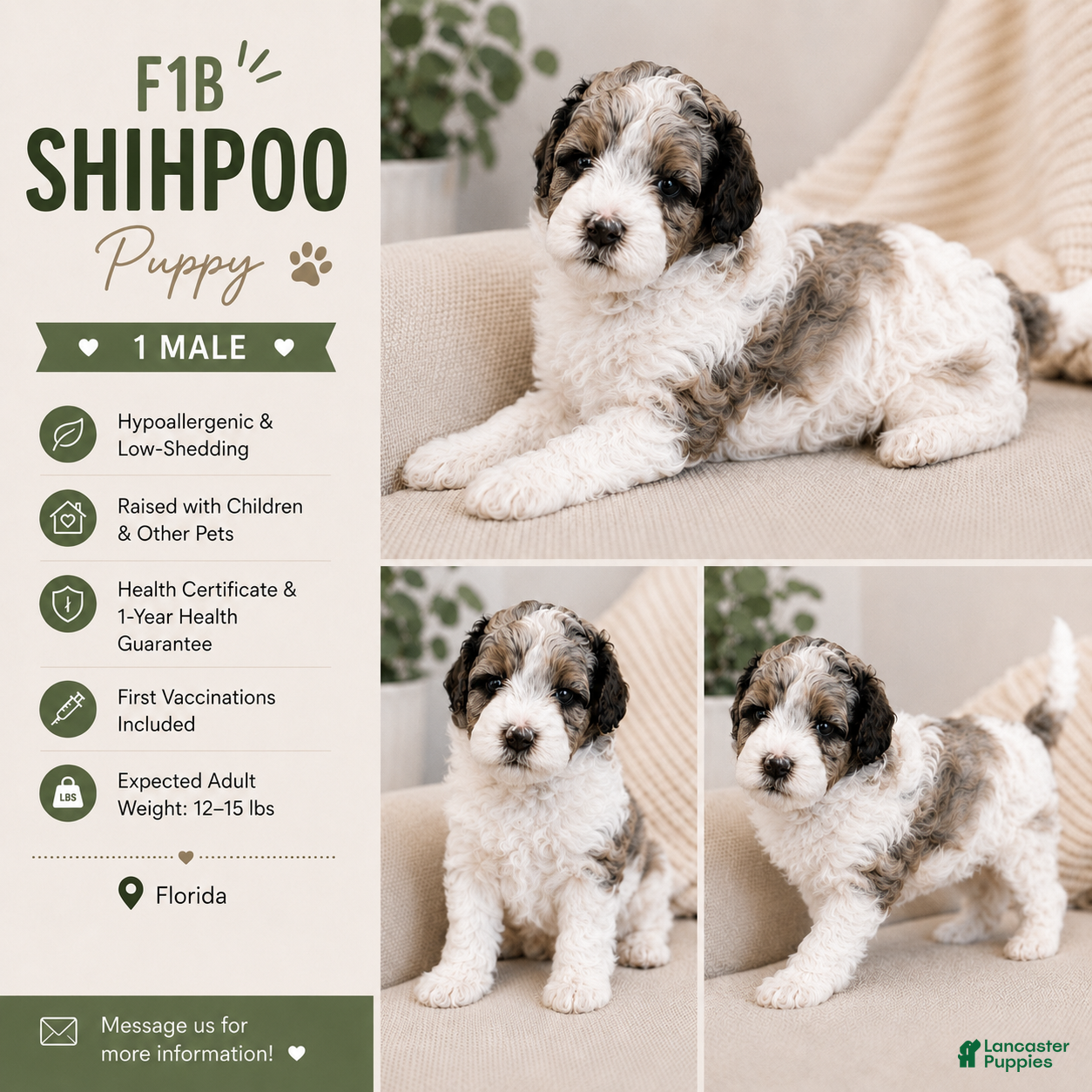 Shihpoo dogs Parti Male Shihpoo Puppy Available  - Ad 2