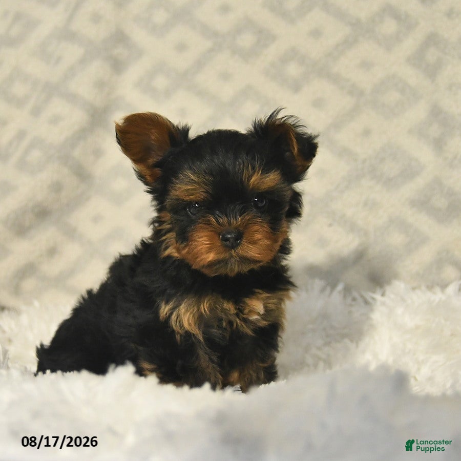 Yorkshire Terrier dogs Lavender - Ad 1