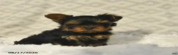 Yorkshire Terrier dogs for sale: Lavender - Ad 1