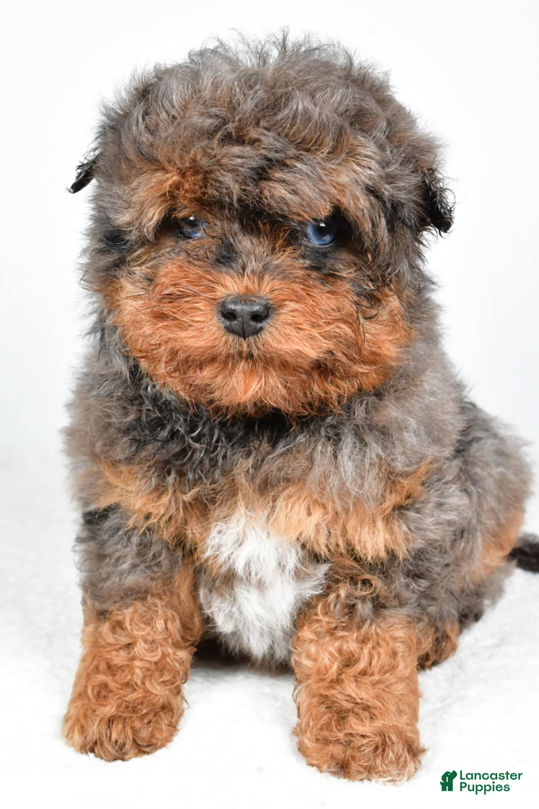 Aussiedoodle dogs for sale: Braxtor - Ad 3