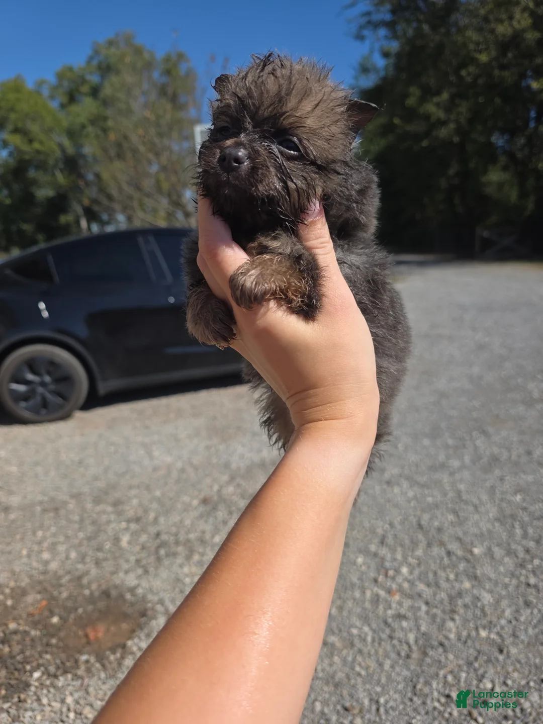 Pomeranian dogs for sale: Toby - Ad 2
