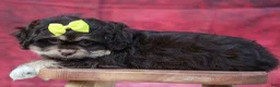 Teddy Bear dogs for sale: Oscar 🐾    - Ad 6