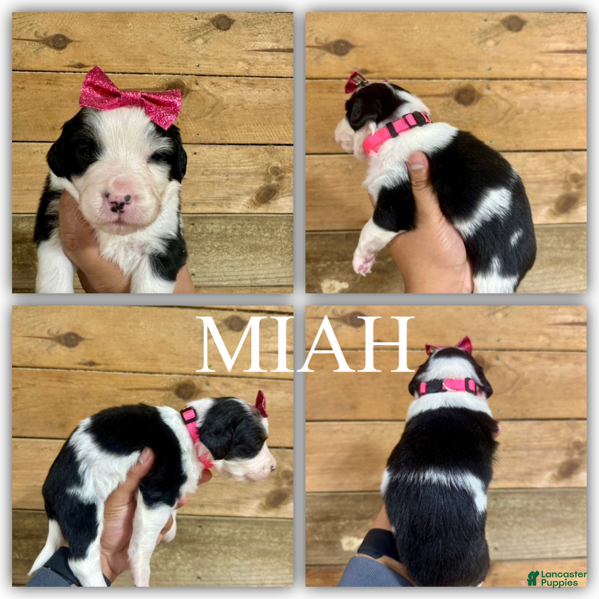 Mini Bernedoodle dogs Miah - Ad 8
