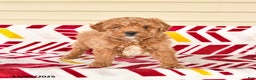 Miniature Poodle dogs for sale: Isaiah - Ad 2