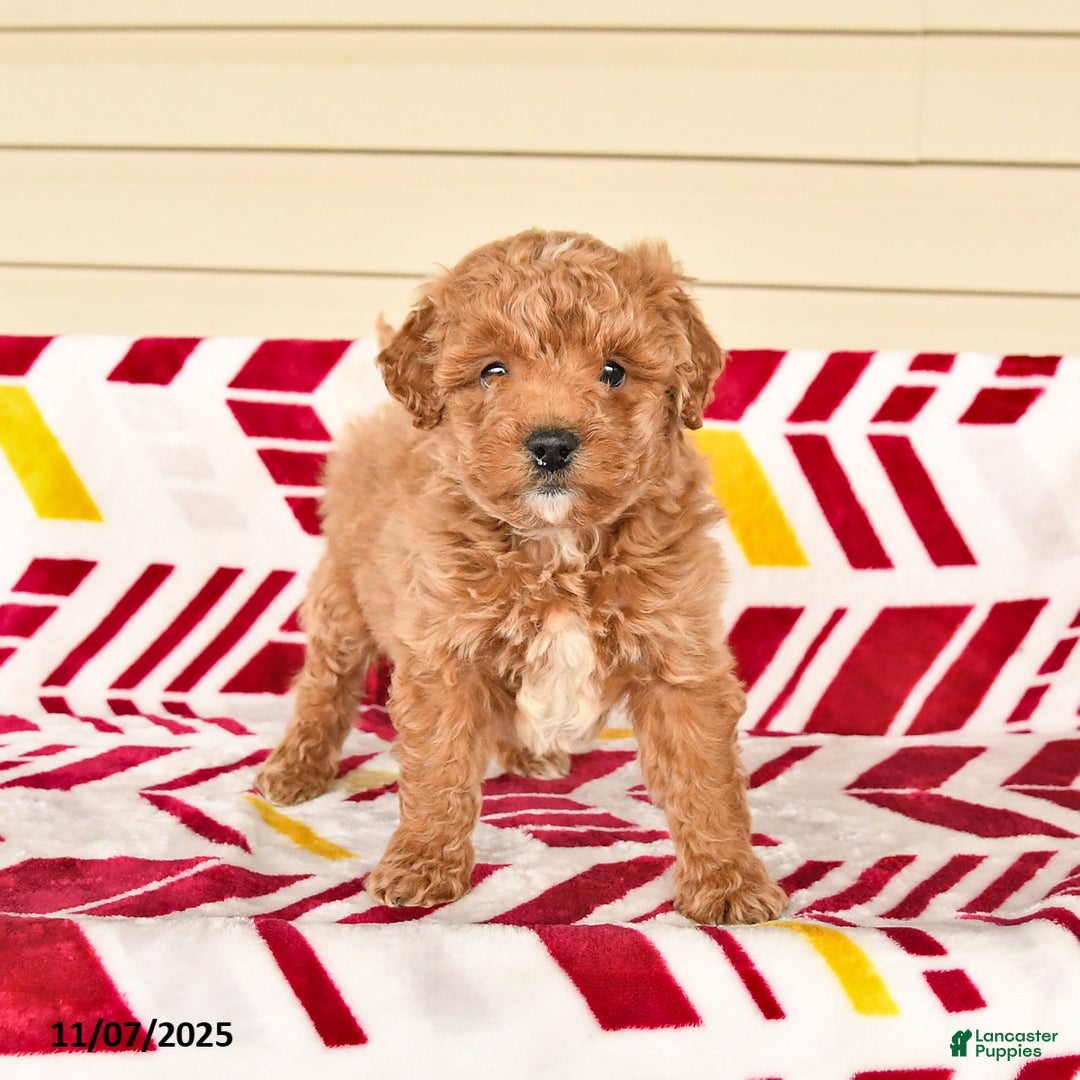Miniature Poodle dogs for sale: Isaiah - Ad 2