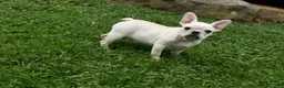 Mixed Breed dogs for sale: Marie Female French Pug - Ad 6