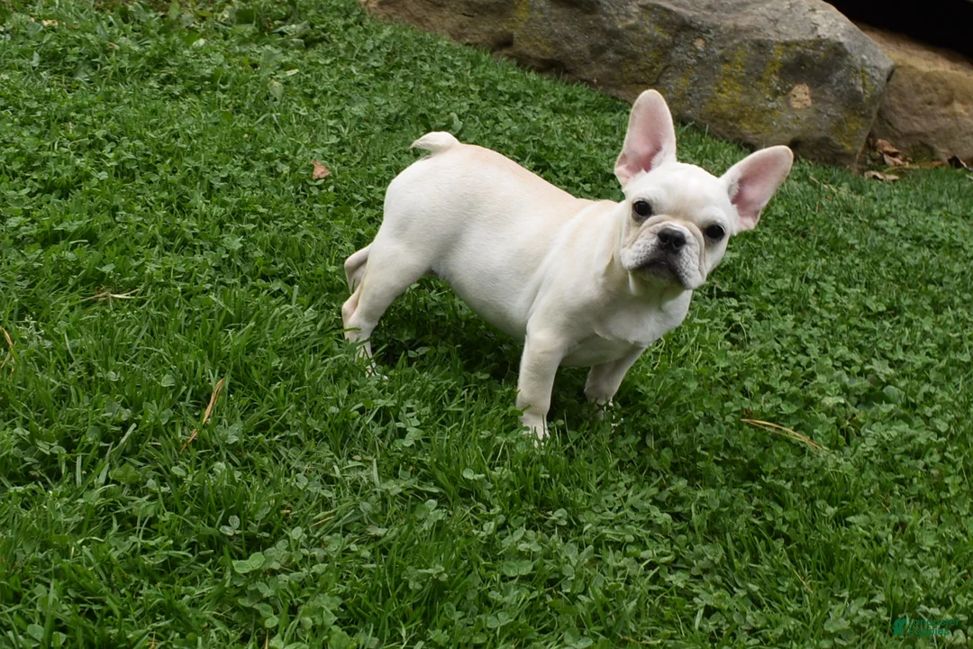 Mixed Breed dogs for sale: Marie Female French Pug - Ad 6