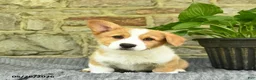 Welsh Corgi Pembroke dogs for sale: Champ  - Ad 1
