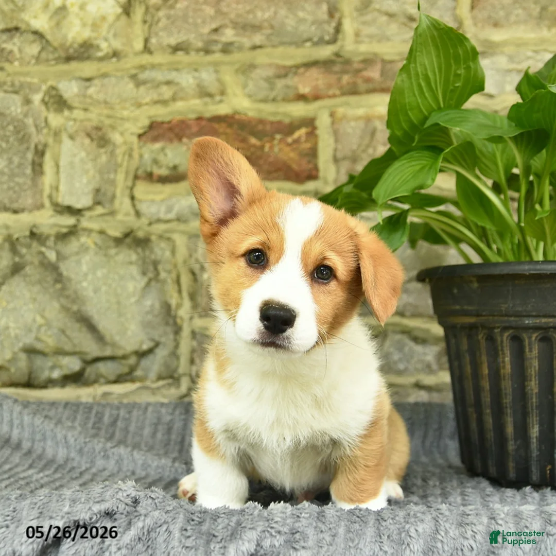 Welsh Corgi Pembroke dogs for sale: Champ  - Ad 1