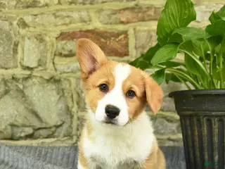Welsh Corgi Pembroke dogs for sale: Champ - Ad 4