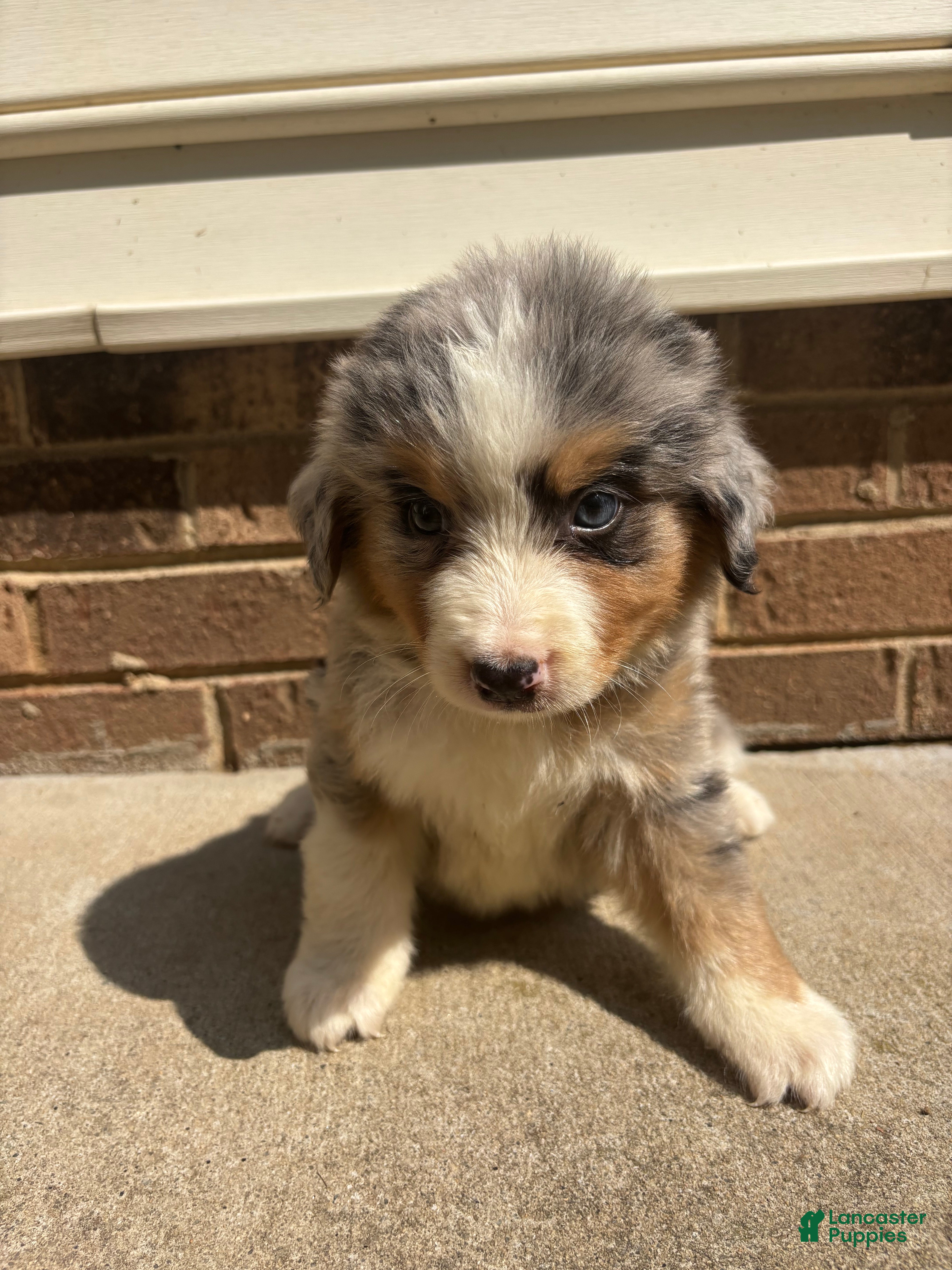 Mixed Breed dogs Blue eye boy - Ad 2