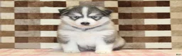 Pomsky dogs for sale: Wrigley - Ad 3