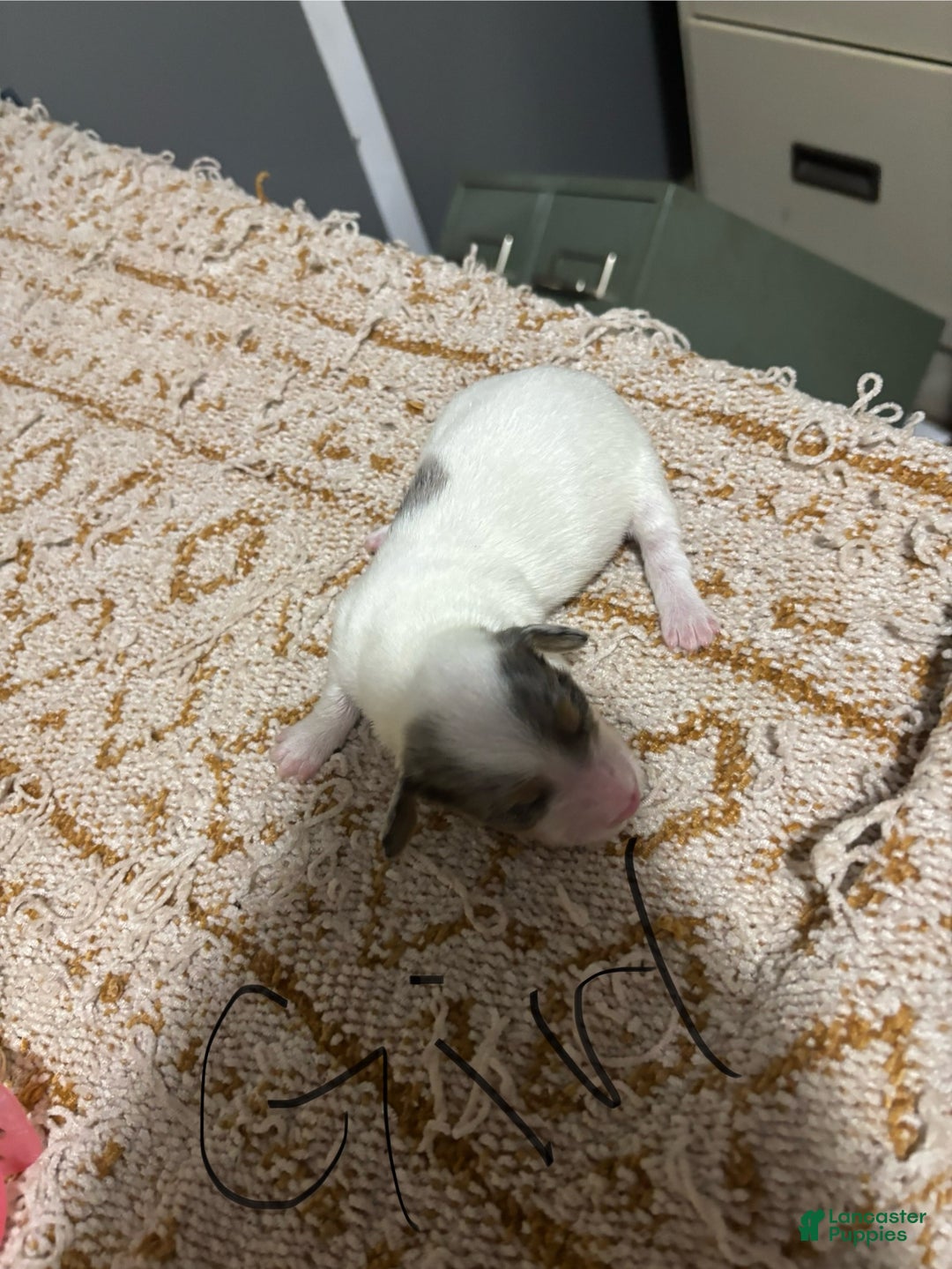 Miniature Dachshund dogs for sale: Gracie - Ad 1