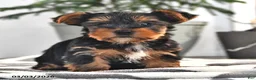 Yorkshire Terrier dogs for sale: Wilson - Ad 4