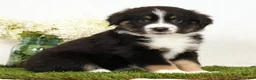 Miniature Australian Shepherd dogs for sale: Lily - Ad 6