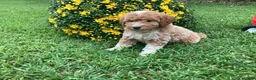 Mini Goldendoodle dogs for sale: Rocky - Ad 5
