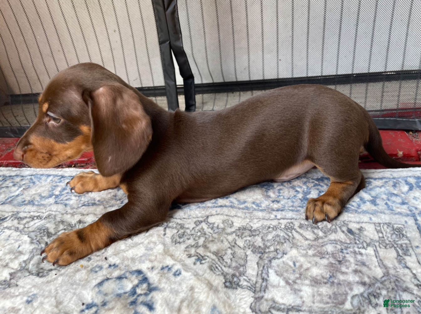 Miniature Dachshund dogs Boy 1 - Ad 2