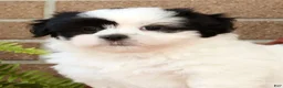 Shih Tzu dogs for sale: Panda - Ad 9