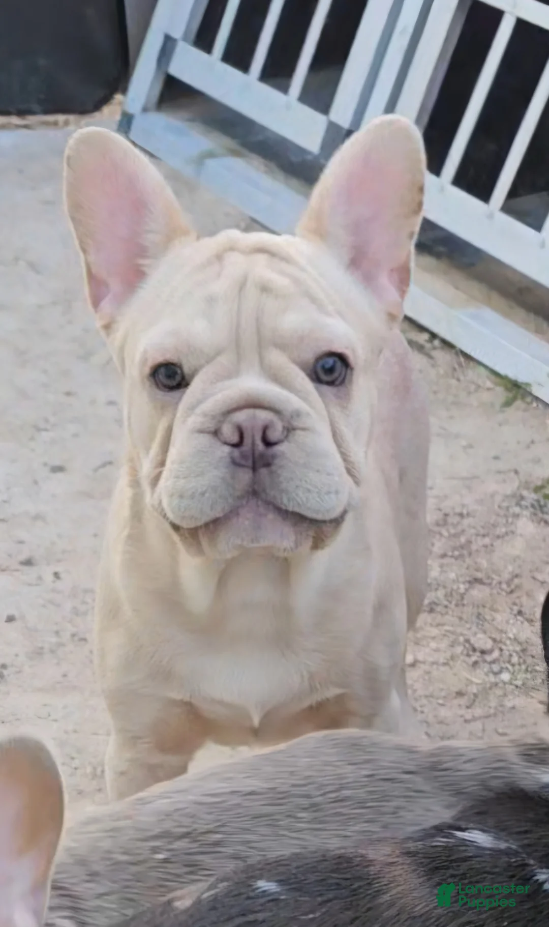 French Bulldog dogs for sale: French Bulldog Puppy 2 - Ad 17