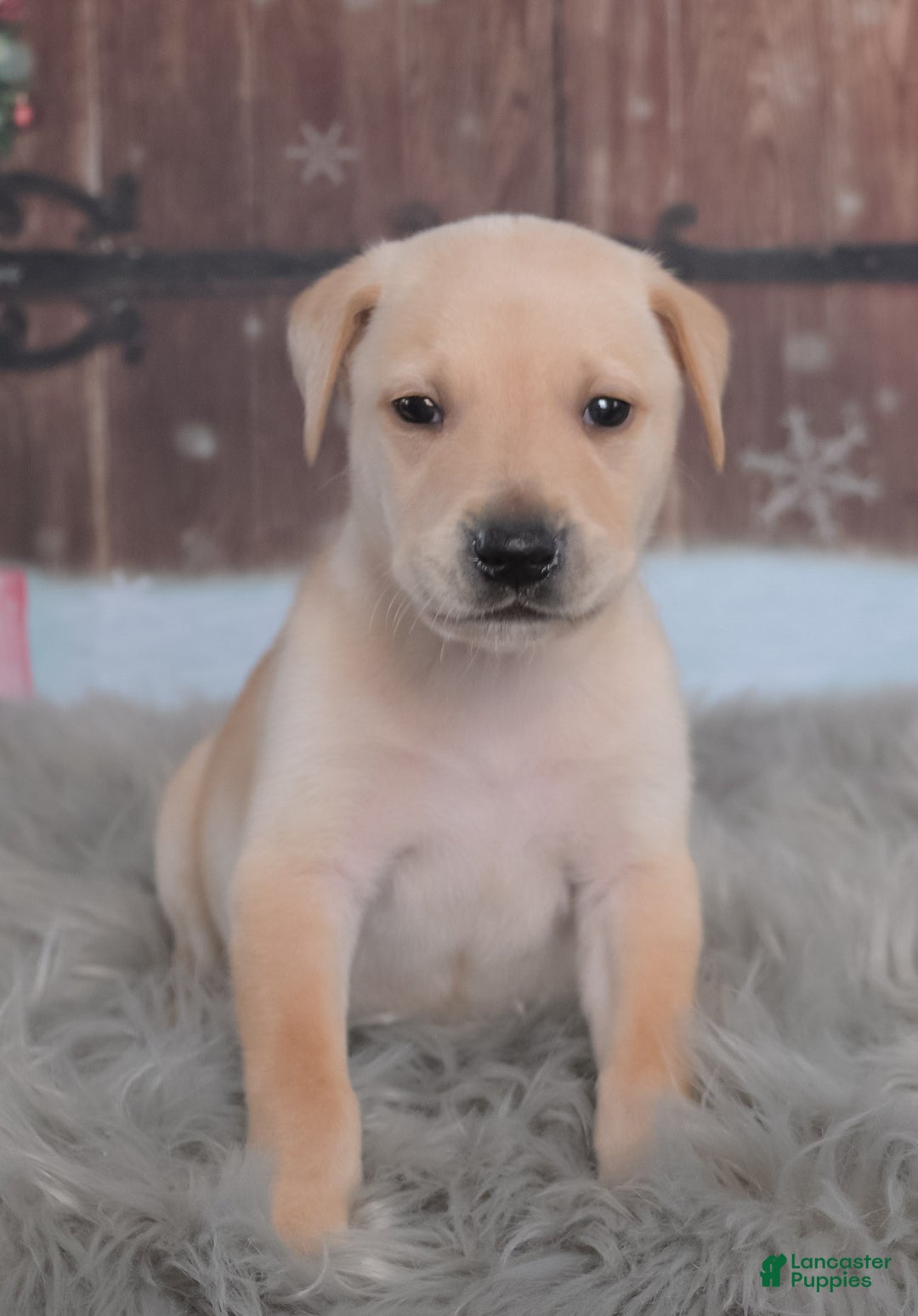 Mixed Breed dogs for sale: Turkey - Ad 3