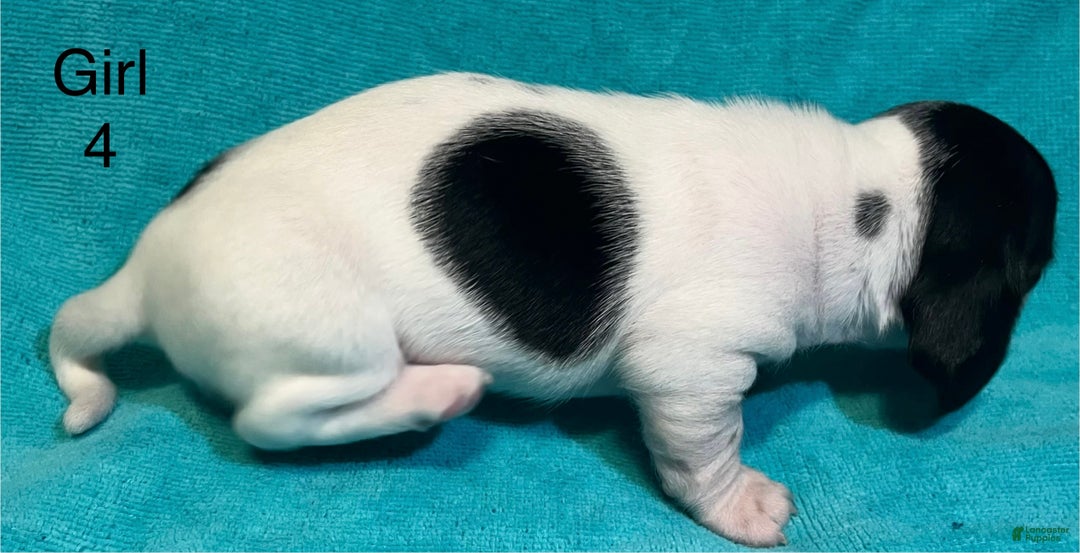 Miniature Dachshund dogs for sale: Piebald BLK/WHT/Grey Female CKC - Ad 3