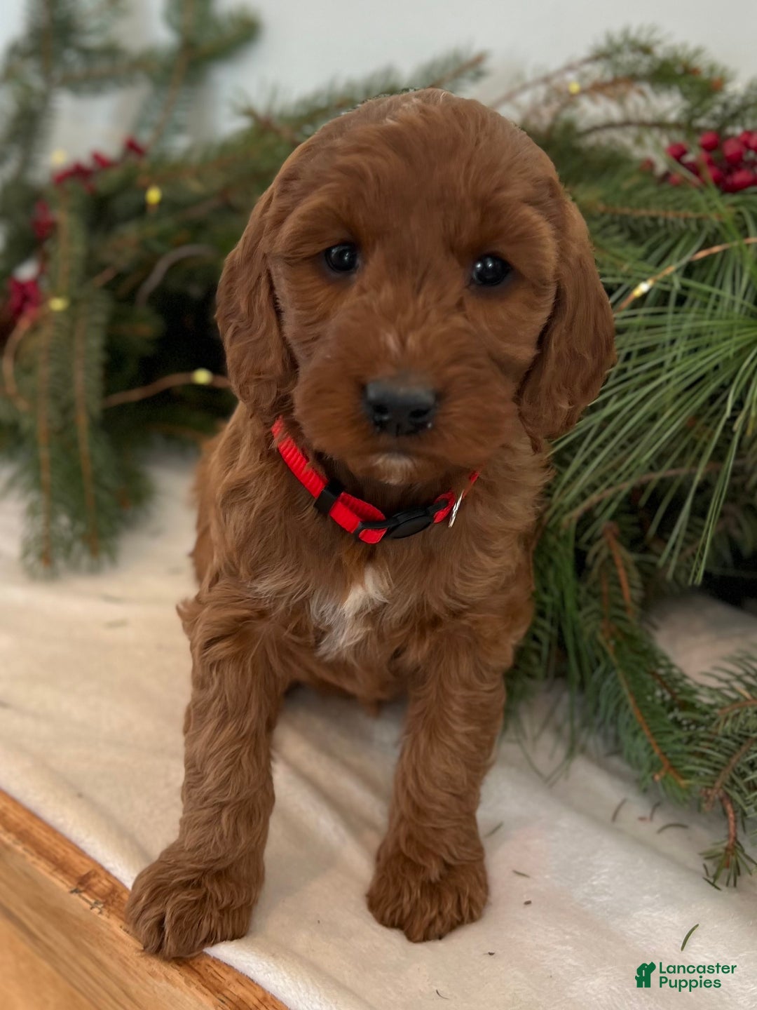 Irish Doodle dogs for sale: Maggie - Ad 1