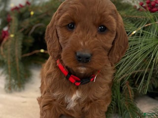 Irish Doodle dogs Maggie - Ad 4