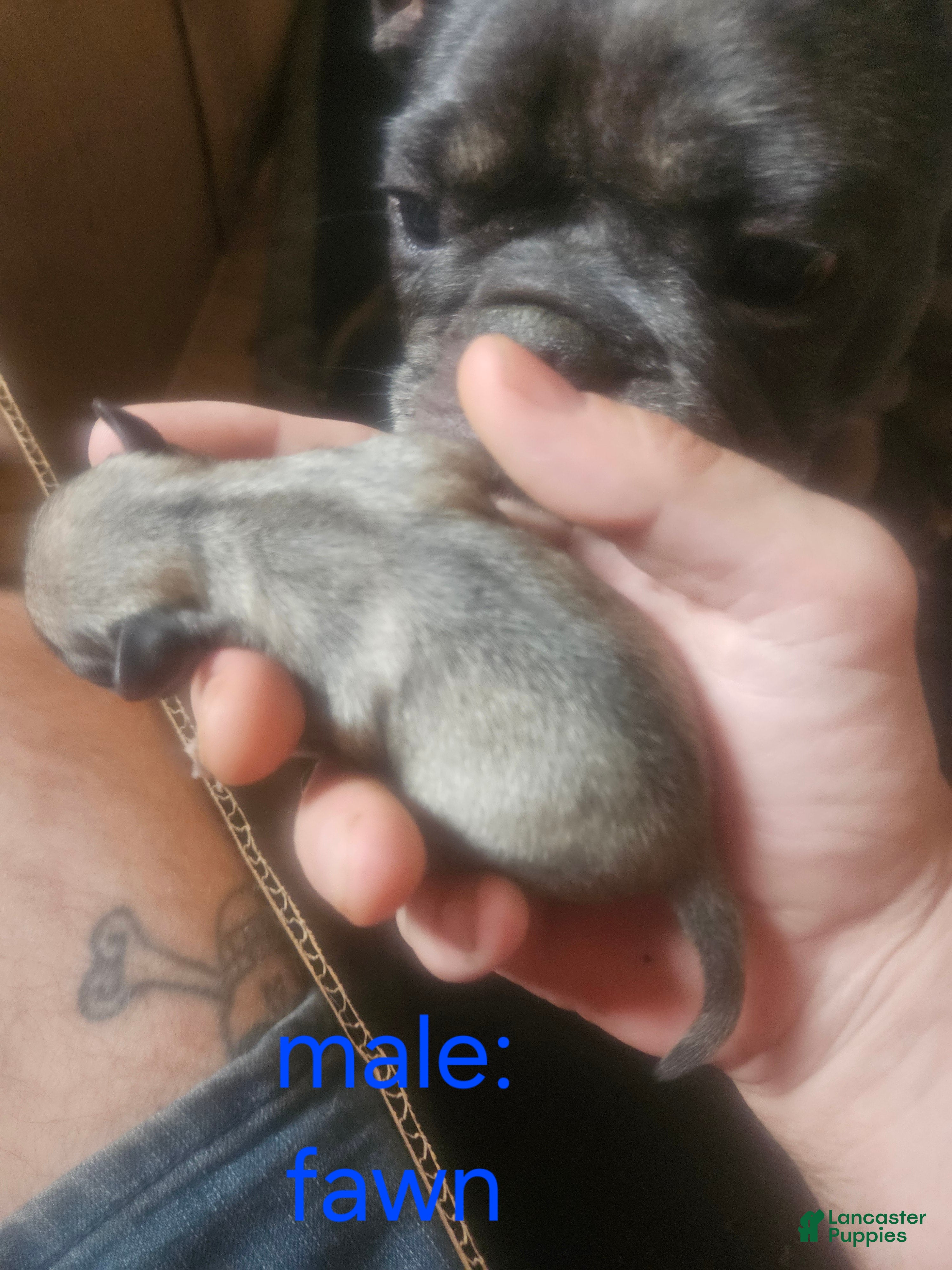 Frug dogs Frug 7 - Ad 17