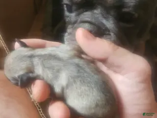 Frug dogs Frug 7 - Ad 17