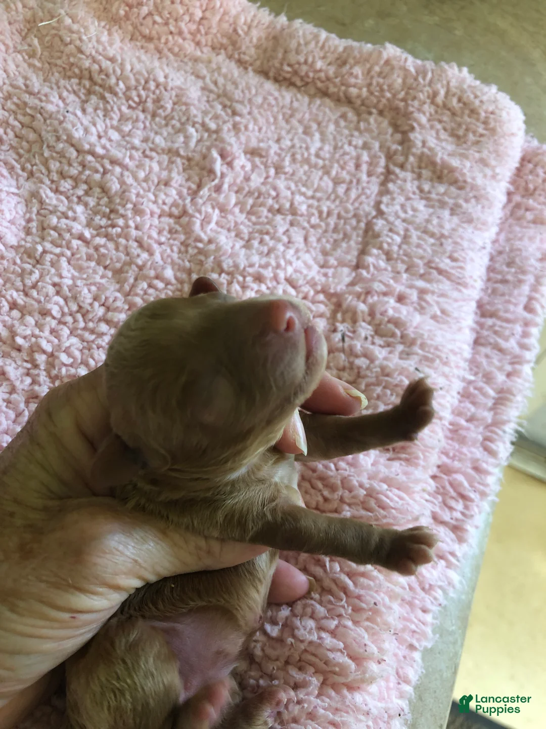 Toy Poodle dogs for sale: Zara - Ad 2