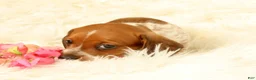 Miniature Dachshund dogs for sale: Bella - Ad 9