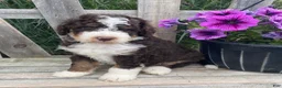 Mini Bernedoodle dogs for sale: Kosmo - Ad 2