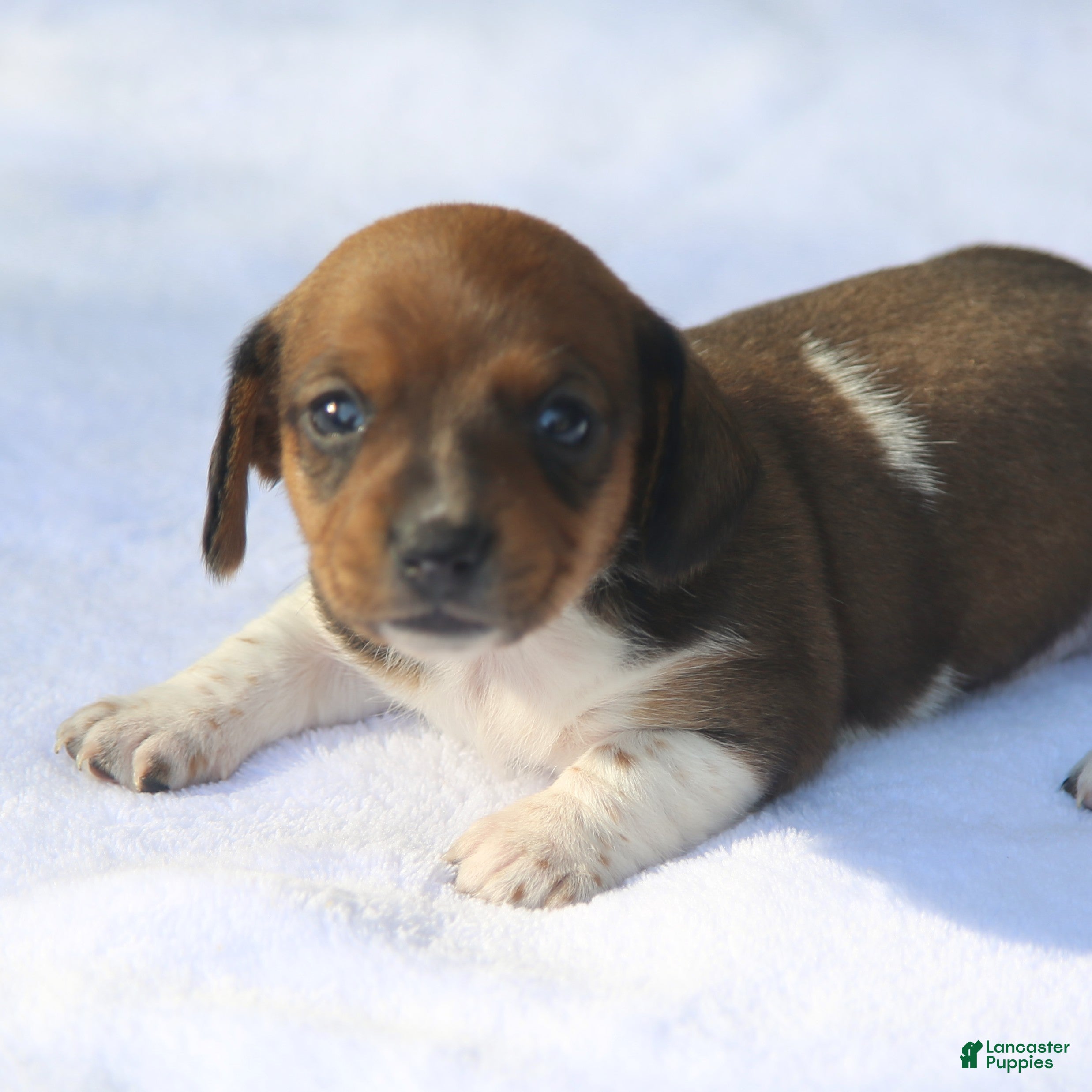 Dachshund dogs for sale: Shaded Red Piebald Female  - Ad 1