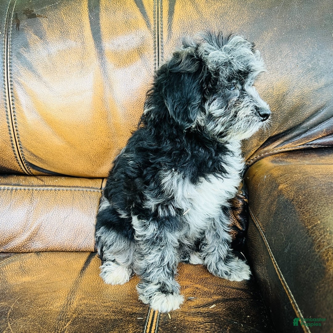 Cindy for sale in Coshocton Lancaster Puppies