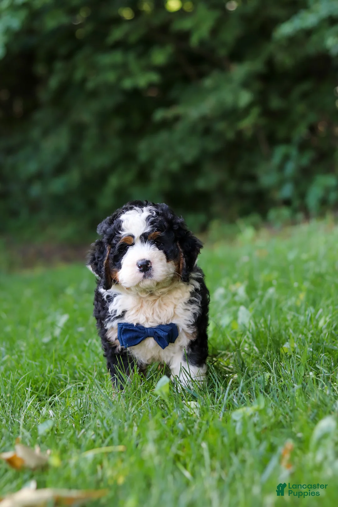 Mini Bernedoodle dogs for sale: Graham - Ad 2