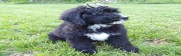 Bernedoodle dogs for sale: Tommy - Ad 4