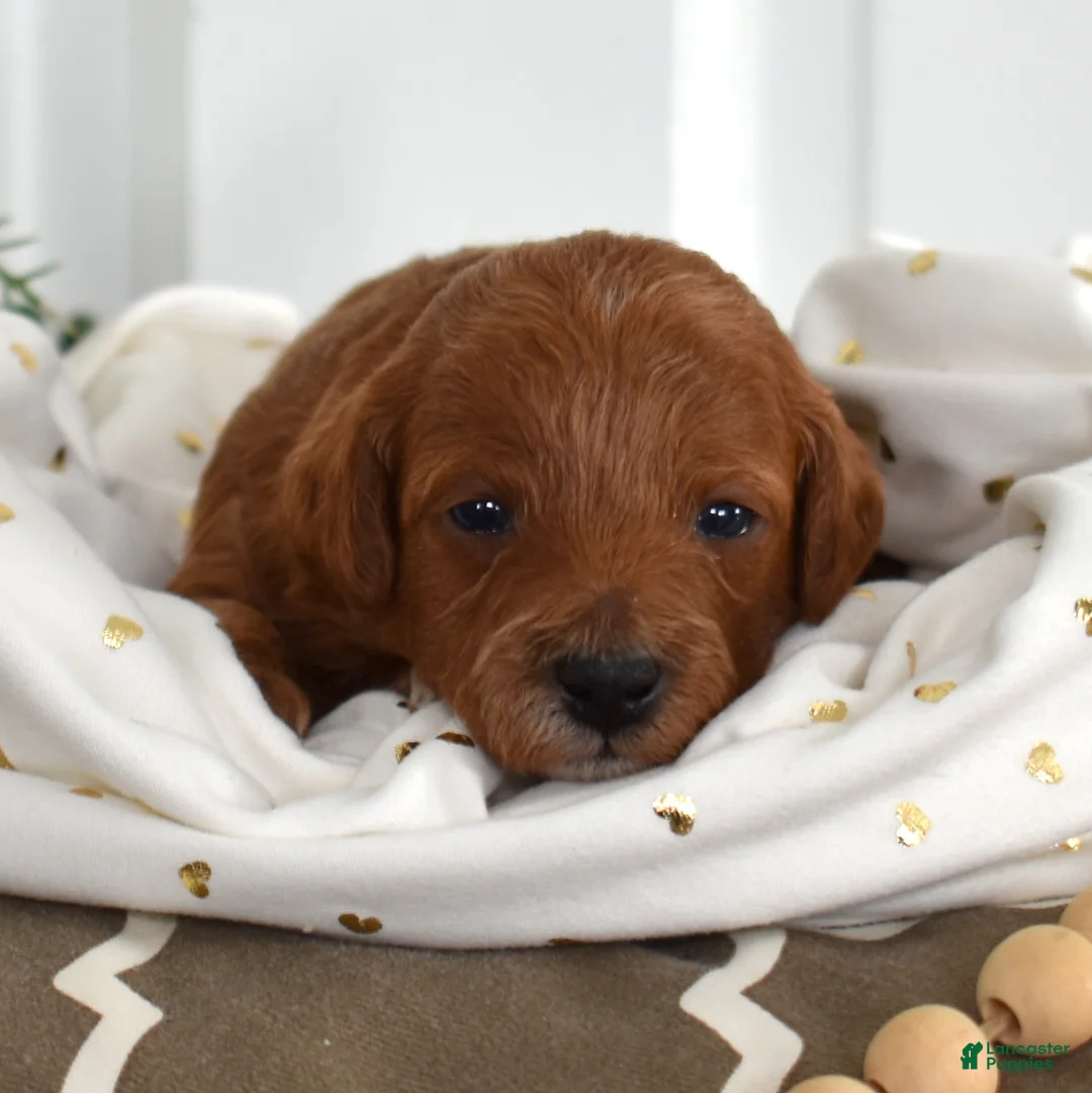 Toy Poodle dogs for sale: Petals  - Ad 6