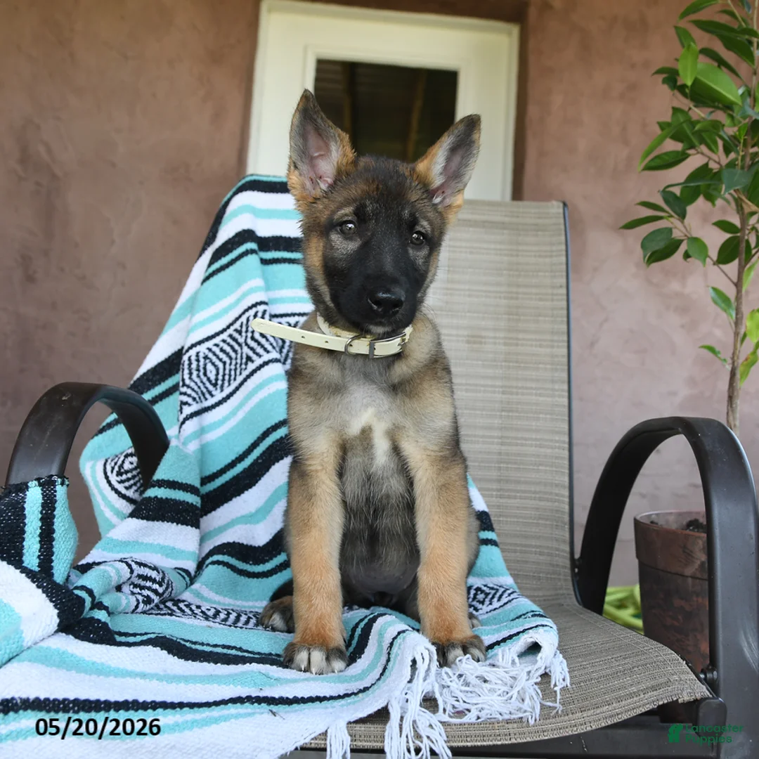 German Shepherd dogs for sale: Gertty - Ad 1