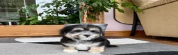 Mixed Breed dogs for sale: Lhasa/Maltese boy 2  - Ad 4