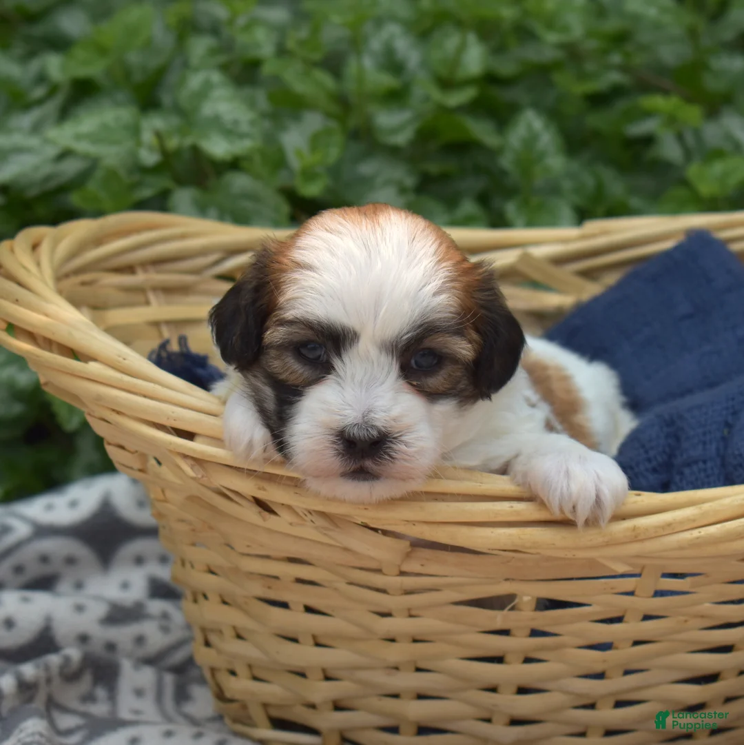 Teddy Bear dogs for sale: Chowder  - Ad 2