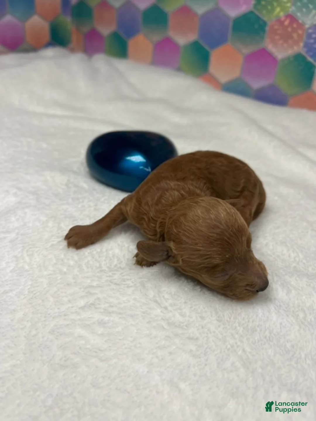 Toy Poodle dogs for sale: Jimmy - Ad 1