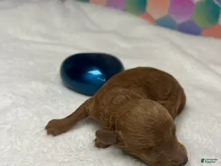 Toy Poodle dogs Jimmy - Ad 28
