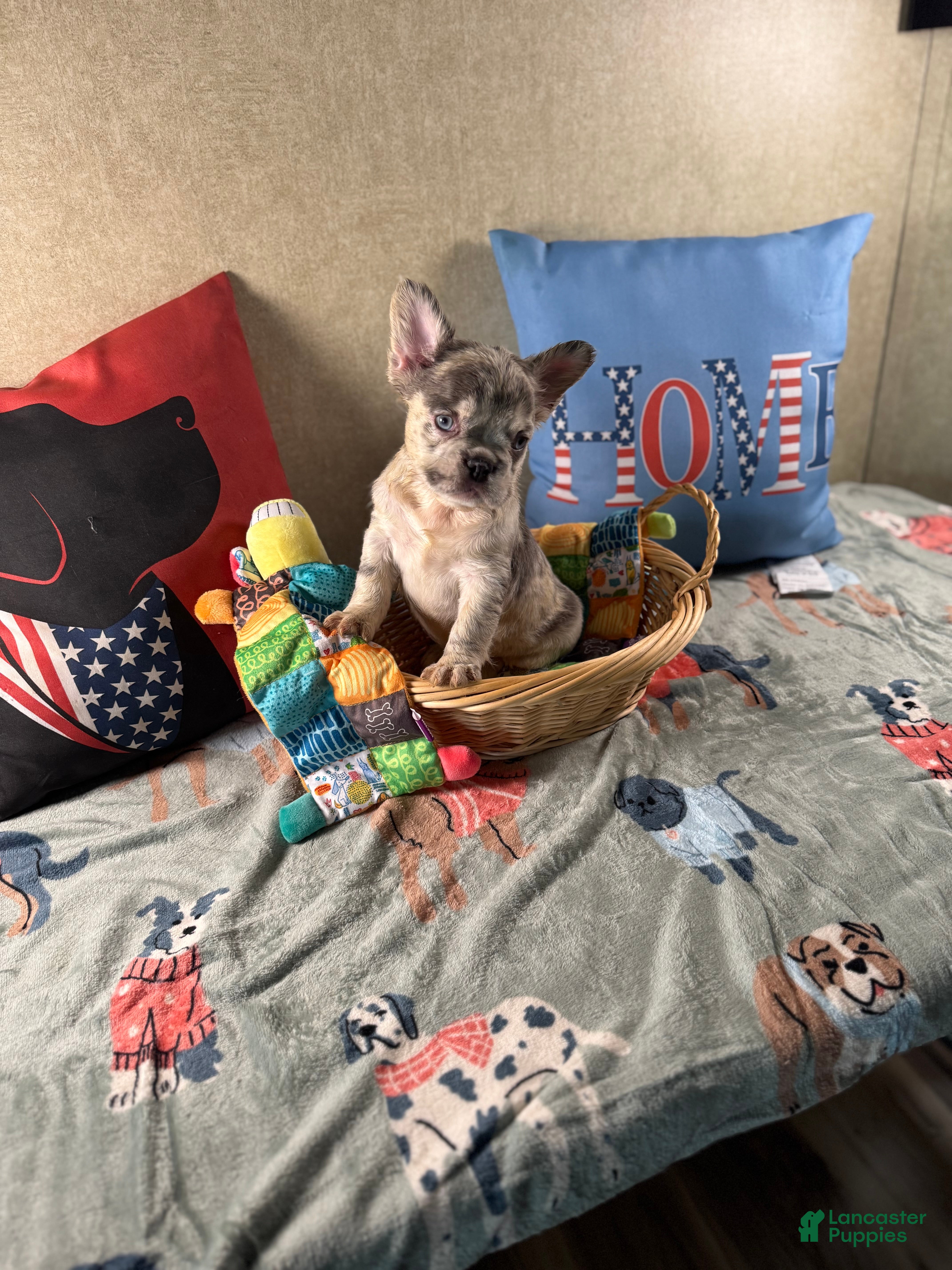 French Bulldog dogs French Bulldog Puppy 4 - Ad 27