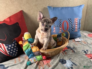 French Bulldog dogs French Bulldog Puppy 4 - Ad 27