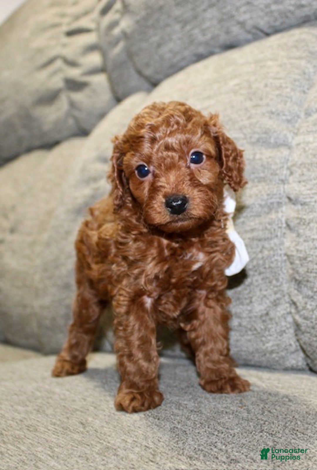 Miniature Poodle dogs for sale: Murphy - Ad 12