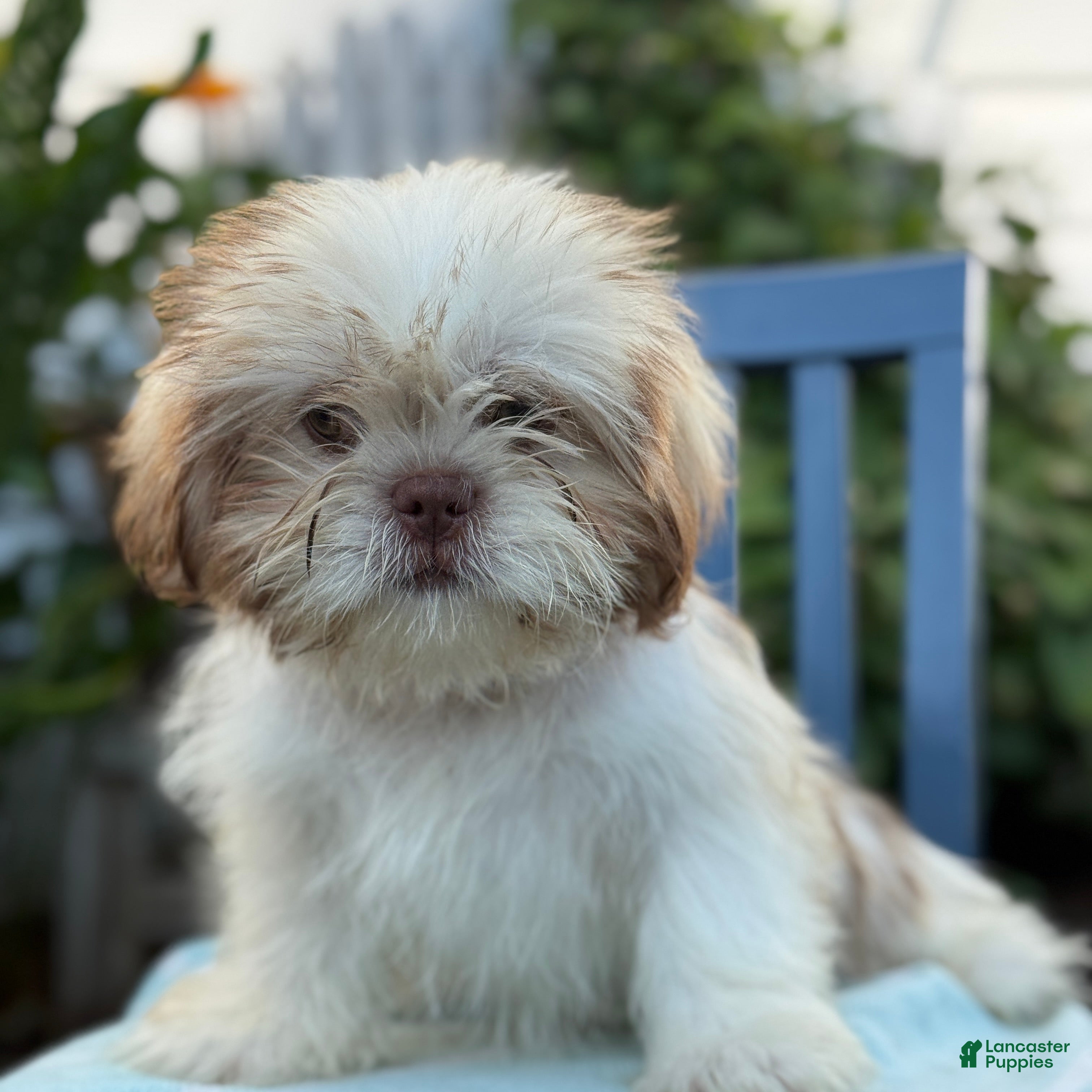 Shih Tzu dogs Jasper - Ad 1