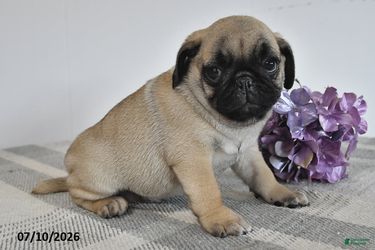 Pug dogs Enzo - Ad 2